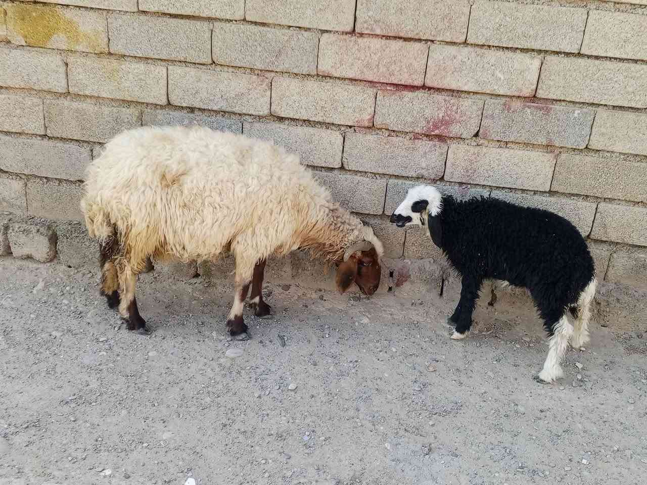 يوجد مطفل للبيع المكان بيجي حي العصري رقم الهاتف ***********
***********
