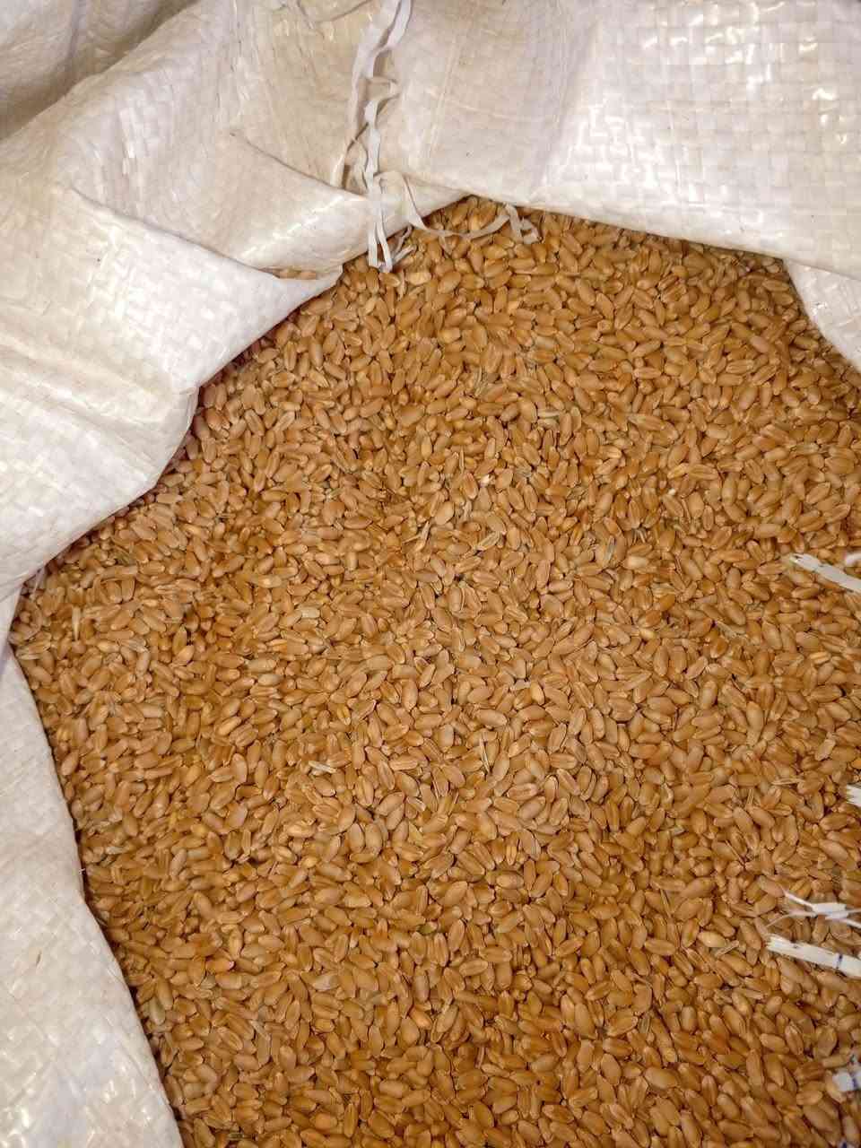 بذور حنطة • فرنسية مكفولة