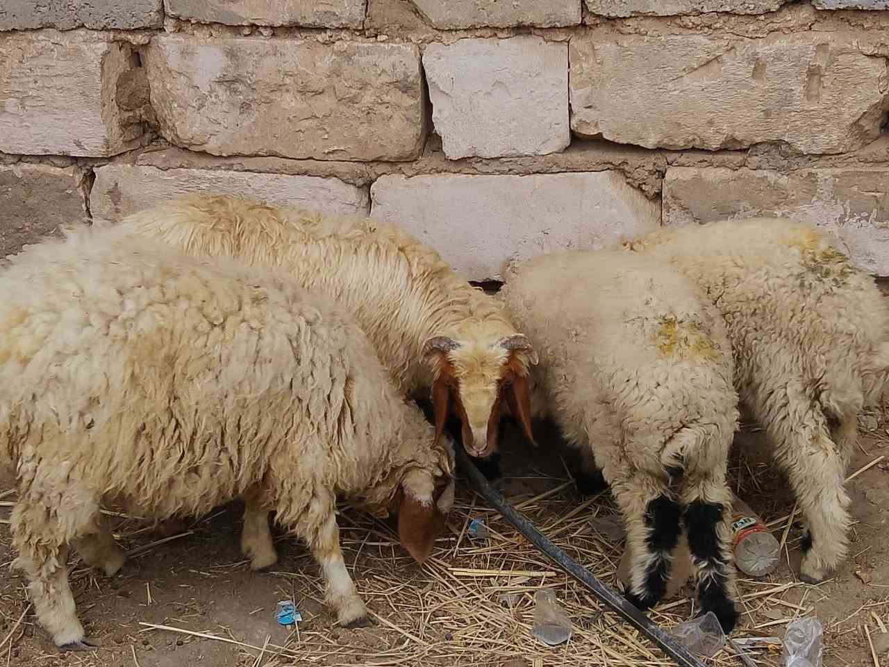 طليان • ٢ • كربلاء الحسينية