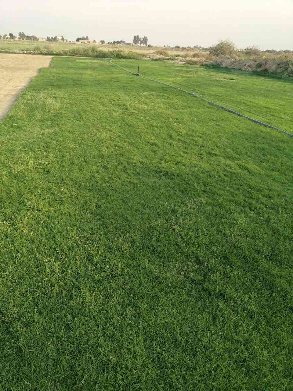 ثيل هندي • طبيعي • درجة أولى