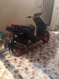 سكنس جبلي • ياباني • مكفوله