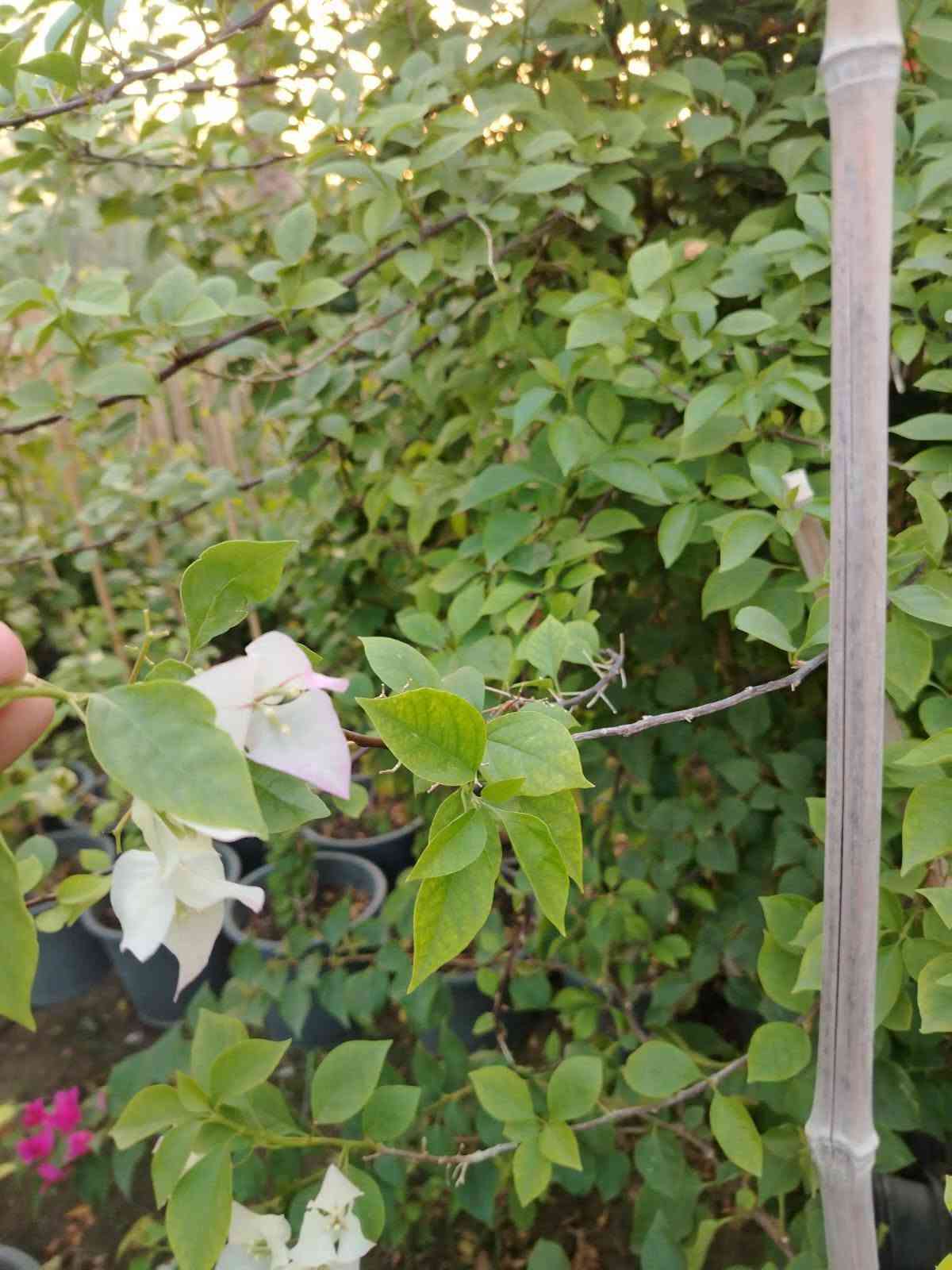 🌿🌿 مجموعة مشاتل السید 🌿🌿
🌱 نباتات • تصميم • تنفيذ • تنسيق • صيانة الحدائق 🌱
السلام عليكم ورحمة الله وبركاته 🌹
📢 يسرّنا في مجموعة مشاتل السید أن نقدم لكم خدماتنا المتكاملة في مجال النباتات والحدائق، حيث نوفر لكم مختلف أنواع النباتات بأسعار مناسبة، إلى جانب خدمات تصميم وتأسيس وتنفيذ وتنسيق وصيانة الحدائق المنزلية والعامة، بإدارة وإشراف السيد غيث الموسوي وبكادر متخصص في الزراعة وتنسيق المساحات الخضراء والعناية بالنباتات.
🌱 نحن لا نقتصر على تصميم الحدائق وتنفيذها، بل نوفر لكم النباتات والمستلزمات الزراعية ونقدم لكم الحل المتكامل من المشاتل إلى الحديقة.

━ 🌿 تتوفر لدينا حاليًا مجموعة متنوعة من النباتات 🌿 ━
🌳 حارس تكساس خشن🌳 حارس تكساس وسط🌹 ورد القهوة🌿 أكاسيا مصرية🌺 جهنمي ألوان قطمر🌹 ورد جوري🌸 ياسمين أحمر بدون عود🌸 ياسمين أحمر خشن🌹 ورد جمال قطمر🌺 خطم الساحل🌿 شمشار🌿 قرن الغزال🌿 يوكا
❤️ دم العاشق🌿 كاريزيا🌿 ياس عراقي كيس🌳 فكس🌿 باباية🌿 ددونيا🌿 ياس سندانة🌿 فرچة البطل🌳 فكس باندا
🌸 ست الحسن🌳 بمبر خشن🌳 بمبر وسط🌸 بتونيا🌵 شوكة المسيح🌹 ورد القداح🌹 نسرين أبيض + وردي🌿 كف مريم عراقي🌿 كف مريم كويتي🌳 تين تركي🌳 تين عبيد
🌳 سدر للصدر وأعلى🍎 رمان يمني حلو عسل🌳 ألبزيا بأحجام مختلفة🌿 شبوي🌿 دفلة🌳 أنتيكوما حسب الحجم🌼 داوودي و کافة انواع الحمضیات والزینة  والدیکورات و الثيل بأنواعه ......✨ وأنواع أخرى من النباتات متوفرة حسب الموسم والطلب.

━━━ 🌳 خدمات مجموعة مشاتل السید 🌳━━━━━
🌱 بيع وتجهيز النباتات:
توفير مختلف أنواع النباتات الداخلية والخارجية، ونباتات الزينة والأشجار، ومنها النباتات العراقية المقاومة لمختلف الظروف المناخية، وبأسعار مناسبة ومدروسة.
🌿 تصميم وتنسيق الحدائق:
تصميم الحدائق المنزلية والعامة وتنسيق المساحات الخضراء بأساليب عصرية وفنية تتناسب مع مساحة المكان واحتياجات الزبون.
🌱 تأسيس وتنفيذ الحدائق:
تنفيذ الحدائق من البداية وحتى إتمامها، مع اختيار النباتات المناسبة وتوزيعها بطريقة مدروسة وجمالية.
✂️ صيانة وتنظيف الحدائق:
تنظيف وترتيب وصيانة الحدائق بصورة دورية، والعناية بالنباتات ومتابعة نموها والمحافظة على جمالية المساحات الخضراء.
💧 تأسيس منظومات الري الحديثة:
تأسيس منظومات سقي حديثة، بما فيها المرشات والنوزلات ومنظومات التنقيط، وفق أبعاد الحديقة وأنواع النباتات وتوزيعها.
🪴 متابعة ومعالجة النباتات:
متابعة نمو النباتات ومعالجة الآفات والمشكلات الزراعية للحفاظ على صحة النباتات وجمالية الحديقة.
🐜 الوقاية ومكافحة حشرة الأرضة:
تأسيس منظومات خاصة للوقاية من حشرة الأرضة، بالإضافة إلى مكافحة ومعالجة الإصابة بها.
🌳 قطع الأشجار الكبيرة:
قطع وتشريح وتقطيع ونقل الأشجار الكبيرة وفق أساليب آمنة ومنظمة.
🚜 النقل والتجهيز:
نقل الأشجار والنباتات والأتربة والمستلزمات الزراعية حسب الحاجة.

━ 🎁🔥 عروض خاصة من مجموعة مشاتل السید 🔥🎁 ━

💧🎁 منظومة سقي بالتنقيط مجانًا!
😍 لكل حديقة نقوم بتصميمها وتنفيذها، نقوم بتأسيس منظومة سقي بالتنقيط مجانًا، بتوزيعات ونسب دقيقة ومدروسة تتناسب مع أنواع النباتات ومساحة الحديقة.
💧 بما يساعد على: ✔️ تقليل جهد السقي
✔️ تقليل هدر المياه
✔️ توزيع المياه بصورة أفضل
✔️ المحافظة على استدامة النباتات ونموها
🔥🎁 خصم 10%
😍 لكل حديقة يتم تأسيسها وتنفيذها من قبل مجموعة مشاتل السید، يحصل الزبون على خصم بنسبة 10% من السعر الكلي.
🌱🎁 نباتات متنوعة وبأسعار مناسبة ومدروسة
نوفر لكم النباتات بأسعار تناسب مختلف الاحتياجات والمساحات، مع إمكانية تجهيزكم بالنباتات والمستلزمات الزراعية المطلوبة.

━━━━━ 🌿 لماذا مجموعة مشاتل السید ؟ 🌿 ━━━━━
⭐ تنوع كبير في النباتات⭐ أسعار مناسبة ومدروسة⭐ نباتات داخلية وخارجية⭐ نباتات مقاومة للظروف المناخية⭐ تصميم وتنسيق احترافي للحدائق⭐ تنفيذ وتأسيس الحدائق⭐ صيانة ومتابعة بعد التنفيذ⭐ حلول ري حديثة ومدروسة⭐ مكافحة ووقاية من الأرضة والآفات⭐ تجهيز ونقل النباتات والمستلزمات
🌿 من النبتة إلى الحديقة… نوفر لكم كل ما تحتاجه مساحتكم الخضراء في مكان واحد. 🌿
📢 تنويه مهم:
نظرًا لكثرة التعليقات والرسائل الواردة إلينا، قد يتعذر علينا أحيانًا الرد على جميع التعليقات أو الرسائل بصورة فورية. لذلك نعتذر منكم مقدمًا عن أي تأخير في الرد. 🙏🌹
📞 للحجز والاستفسار والتواصل حصراً:
***********
📱 للتواصل المباشر عبر واتساب:
👉  https://wa.me/9647713397964
🌿📲 اضغط على الرابط وسيتم تحويلك مباشرة إلى محادثة واتساب مع الرقم أعلاه.
📌 صفحتنا الزراعية على فيسبوك:
https://www.facebook.com/kararr6677?sfnsn=wa
🌱💚 ادارة مجموعة مشاتل السید
نزرع الجمال… ونصنع مساحات تنبض بالحياة. 🌿

نص مكتوب في الصور:
- مجموعة مشاتل السيد نباتات . تصميم . تنفيذ . تنسيق . صيانة الحدائق من النبتة إلى الديقة... نصنع الجمال عروض خاصة من مجموعة مشاتل السيد منظومة سقي بالتنقيط مجاناً خصم 10% على جميع الحدائق تتوفر لدينا مجموعة متنوعة من النباتات أکاسیا مصرية جهنمي ياسمين أحمر ورد جوري دقلة يوكا أشجار مثمرة نخيل وزينة أنواع أخرى أنتيکوما داوودي شوكة المسيح نباتات متنوعة وبأسعار مناسبة ومدروسة وكل أنواع الحمضيات والزهور والنباتات الداخلية والخارجية... خدماتنا صيانة الحدائق تنفيذ الحدائق تصميم وتنسيق الحدائق تأسيس منظومات الري بيع وتجهيز النباتات للحجز والاستفسار حصراً عبر الواتساب *********** صفحتنا الزراعية علي فيسبوك /kararr6677 نظراً لكثرة التعليقات والرسائل الواردة إلينا، قد يتعذر علينا أحياناً الرد على جميع التعليقات أو الرسائل بصورة فورية. نعتذر منكم مقدماً عن أي تأخير في الرد. إدارة مجموعة مشاتل السيد نزرع الجمال ... ونصنع مساحات تنبض بالحياة
- يتوفر لدى مجموعة مشاتل السيد مشاتل السيد زراعة نباتات الزينة والأشجار الطبيعية تصميم وتنسيق الحدائق تنظيف وصيانة الحدائق أنظمة الري الحديثة متابعة النمو ومعالجة النباتات منظومات الوقاية من حشرات الأرضة مكافحة حשרה الأرضة قطع الأشجار الكبيرة وتشذيبها ونقلها نقل الأشجار والنباتات والمستلزمات منظومة الري بالتنقيط مجاناً بأسلوب دقيق ومناسب لجميع أنواع النباتات تحو بيئة خضراء ومظهر يبعث على الراحة والجمال خصم خاص 10% على كل حديقة *********** أو مراسلتنا عبر الواتساب