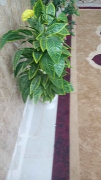 ميز جديد • شتلات اصطناعية • النجف