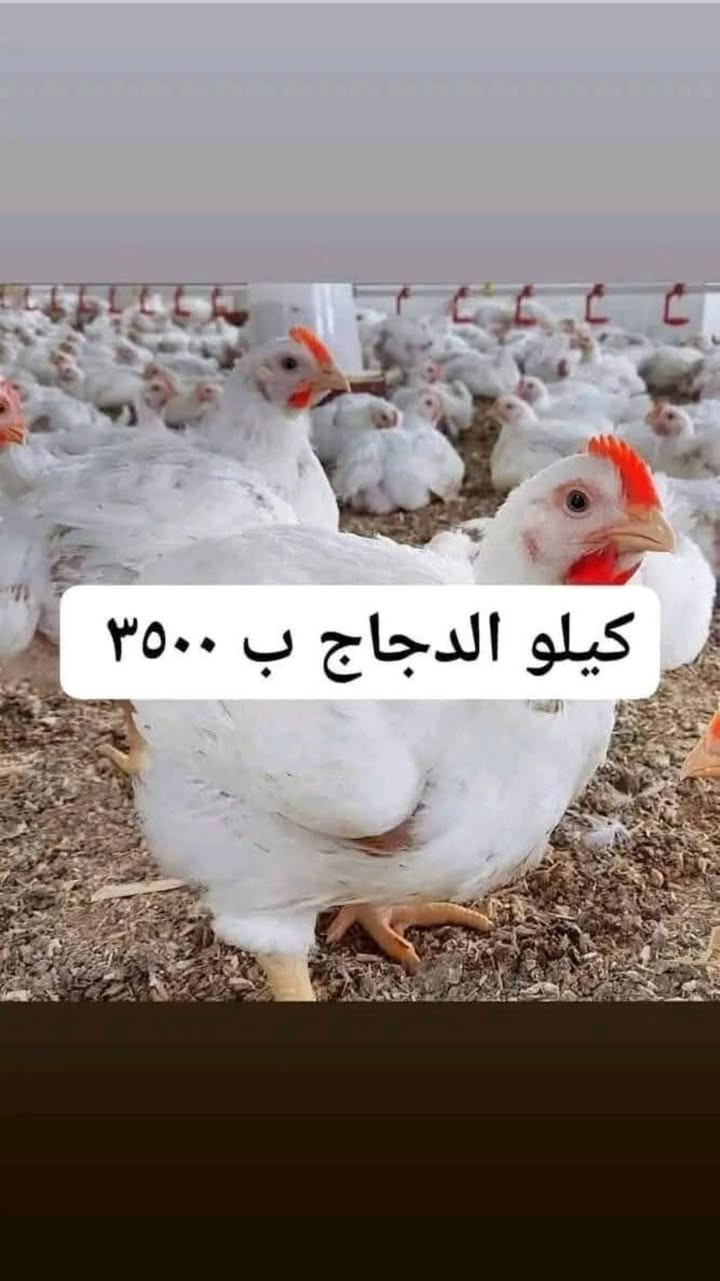 دجاج طازج • توصيل مجاني • تقطيع حسب الطلب