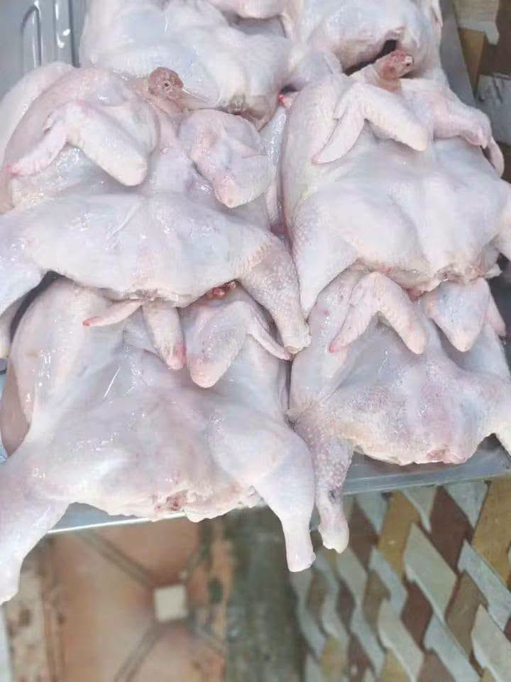 مشكل • أفخاذ • بركر