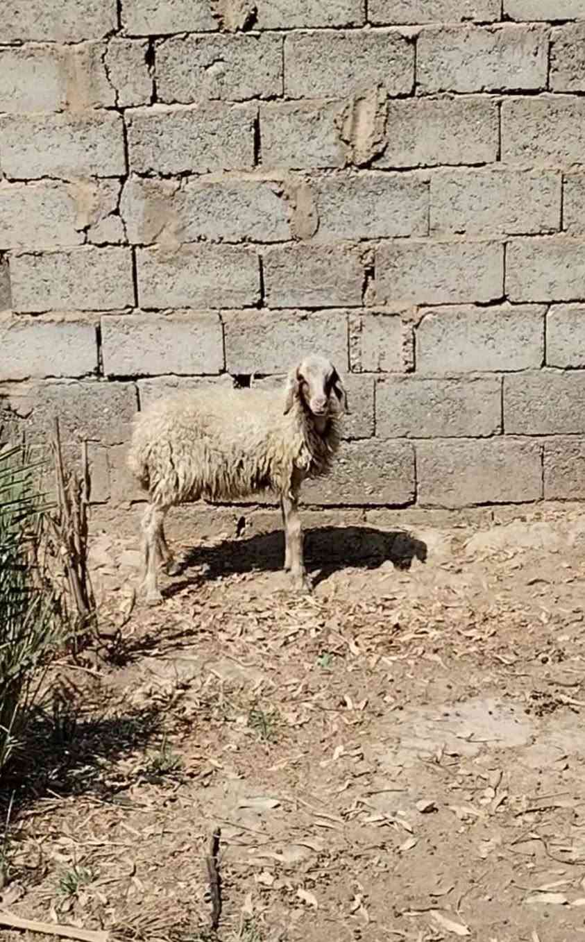 السلام عليكم بسم الله ما شاء الله
طلي فحل مال ربط للبيع  شرط النصاحه خير من الله السعر220

العنوان بغداد التاجي

***********  واتساب

***********  واتساب
