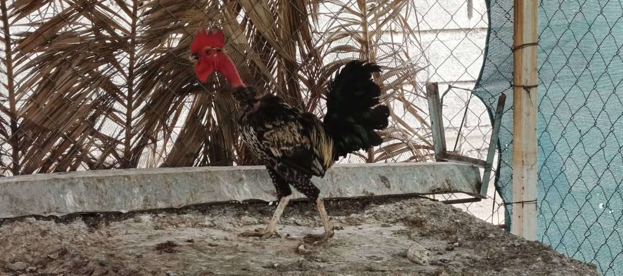 ديوكه عرب • شرط نصاحه • خوش حلال