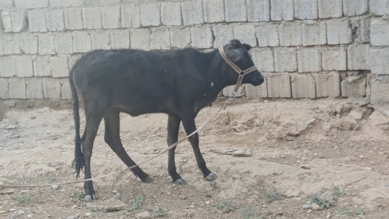 حوليه • ناصحة • ٥ أشهر