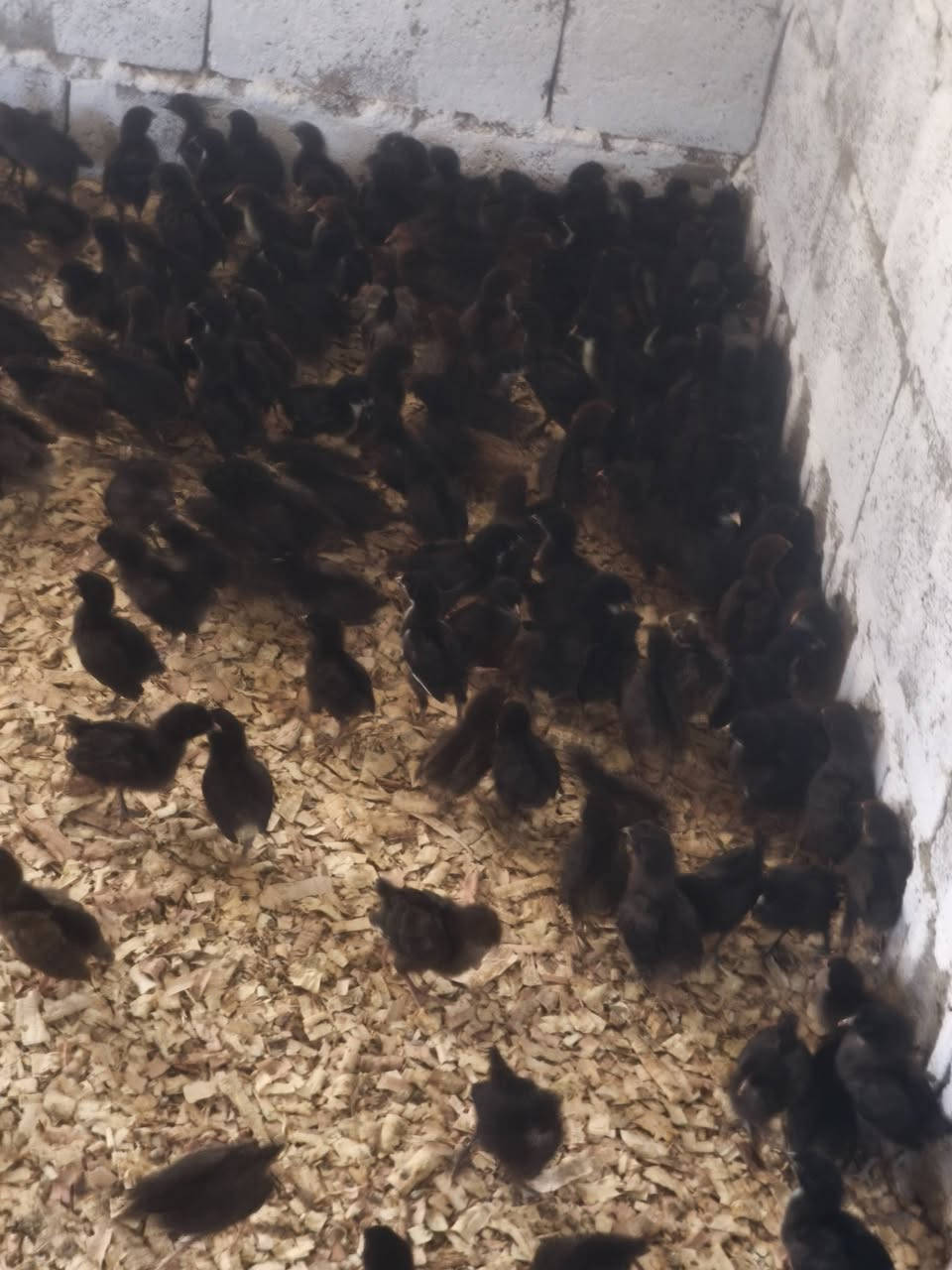 ماشاءاللە تبارک اللە
جوجکەی ئەتاکس و مل  ڕووت بەردەستە
تەمنان  پانرە  ڕۆژە  ساغ و تەندروست 

هەرزانترین سیعر  شوێن  زەرایەن 
***********
***********
