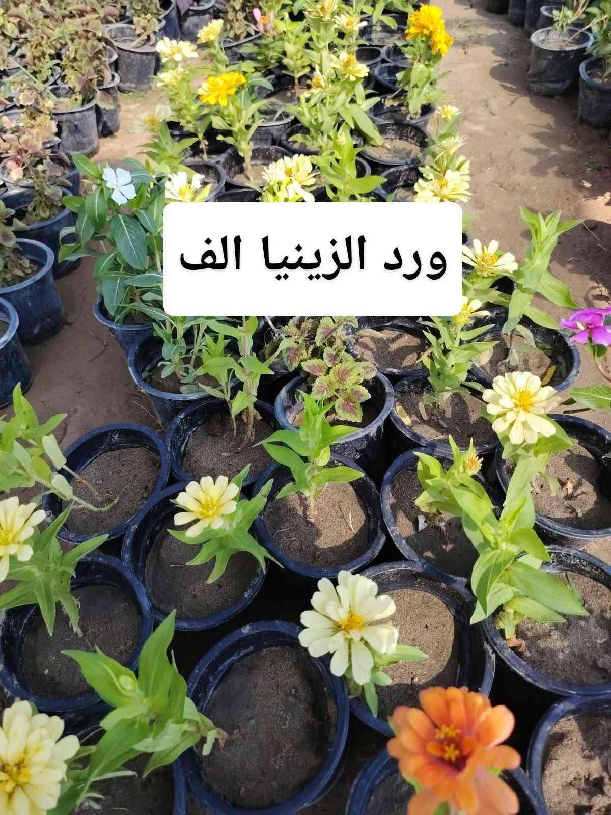اللهم صلي على محمد وال محمد
🛑مشتل نعناعه الرفاعي الصوب الاول مجاور جسر المشاة بتجاه السايلو (ع شط)  مقابل مدرسة الرقيم الأهليه  ***********

نص مكتوب في الصور:
- دم العاشق الف
- ورد الصباح الف
- لبلاب احمر الف
- ياس تركي الف
- ورد المساء الف
- کاربس ارتفاع مترر
- بالف
- عبن البزون الف
- ورد الزينيا الف
- نبات السجاد الف
