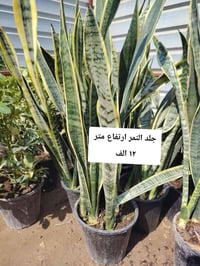 جلد النمر • زنبقة السلام • نبات السجاد