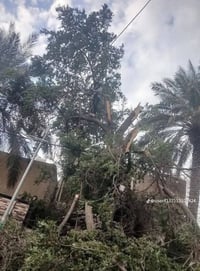 قطع أشجار • إزالة داخل الدور • بغداد ونواحيها
