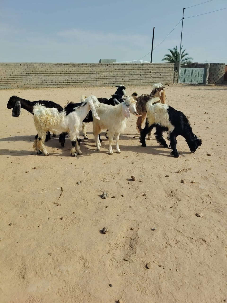 جديان • حلال درجة أولى • الشرقاط