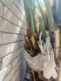 فرخ برحي • مجذر • هوير البصرة