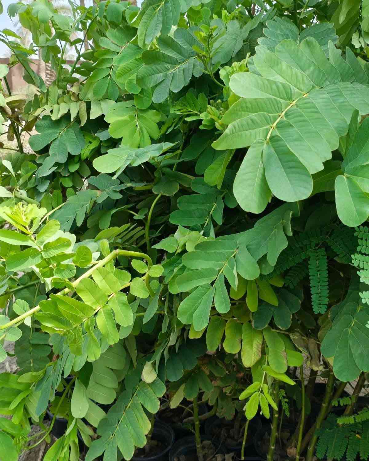 🌳 شجرة أكاسيا الشمعدان
من الأشجار الجميلة والمميزة للحدائق، تتميز بشكلها الأنيق وتاجها الجميل، وتتحمل أجواء العراق الحارة وتضيف لمسة فخمة وخضرة للمكان. 🌱✨ مشتل أوركيد الخضراء وفرنالكم 🌼🌼🌼 اكاسيا الشمعدان الافريقي 
وبأرتفاع اكثر من متر تقريبا  وبسعر ٧٠٠٠ الاف 
🌳🌳🌿
 هي شجيرة معمرة ومزهرة تُنتج أزهاراً صفراء منتصبة تشبه الشمعة، وتُزرع للزينة وخصائصها الطبية.
معلومات أساسية
الموطن الأصلي: المكسيك، وتنتشر زراعتها في المناطق الاستوائية والمنطقة العربية والعراق.
الشكل والمظهر: دائم الخضرة، ترتفع الشجيرة بين متر إلى 4-6 أمتار، وتتميز بازهرار أصفر مبهج يجذب النحل والفراشات.
الاستخدامات: تُستخدم للزينة في الحدائق والمنتزهات، ولها فوائد طبية بفضل خصائص أوراقها المضادة للفطريات. 
إرشادات العناية والزراعة
الإضاءة: تتحمل أشعة الشمس الكاملة والساطعة بشكل ممتاز.
الري: تحتاج إلى ري منتظم ومستمر مع الحفاظ على رطوبة التربة دون إغراق.
التربة: تُفضل التربة الخصبة وجيدة التصريف.
التسميد: يُفضل تسميدها مرتين سنوياً (في الربيع والصيف) بسماد متوازن غني بالفسفور.
التكاثر: تتكاثر بسهولة عبر البذور (بعد خدشها قليلاً) أو باستخدام العُقل.
✨للحجز والاستفسار يرجى مراسله الصفحه او واتساب ***********
🏡العنوان /بابل المحاويل 
يتوفر لدينا خدمه توصيل لجميع محافظات العراق 🚛
