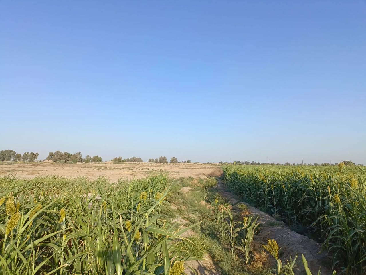 📣 أرض زراعية مميزة للبيع  📣الموقع: محافظة الديوانية - قضاء سومر.طريق السعيد قرب مدرسة الشموس 5 دقائق عن الولايه نوع السند القانوني: عقد 35 زراعي (رسمي وجاهز للتنازل)(15 دونم).الخدمات المتوفرة:🔹 واجهة على شارع تبليط (أسفلت) لسهولة الوصول.🔹 متوفر شبكة ماء إسالة.🔹  كهرباء.نهر مباشر من نهر الاسدل🔹 كافة الخدمات الأساسية متوفرة في المنطقة (موقع حيوي ومخدوم).📌 الأرض مثالية للاستثمار الزراعي، الحيواني، أو كأرض للمستقبل نظراً لتكامل خدماتها.
رقم الهاتف ***********
📣 أرض زراعية مميزة للبيع  📣الموقع: محافظة الديوانية - قضاء سومر.طريق السعيد قرب مدرسة الشموس 5 دقائق عن الولايه نوع السند القانوني: عقد 35 زراعي (رسمي وجاهز للتنازل)(15 دونم).الخدمات المتوفرة:🔹 واجهة على شارع تبليط (أسفلت) لسهولة الوصول.🔹 متوفر شبكة ماء إسالة.🔹  كهرباء.نهر مباشر من نهر الاسدل🔹 كافة الخدمات الأساسية متوفرة في المنطقة (موقع حيوي ومخدوم).📌 الأرض مثالية للاستثمار الزراعي، الحيواني، أو كأرض للمستقبل نظراً لتكامل خدماتها.

