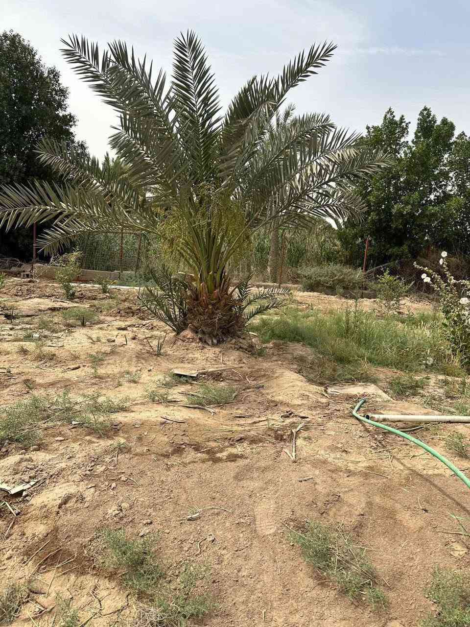يالله
السلام عليكم 🫡 
بستان  🏠🌴3000 متر
طابو صرف تحويل سهم 🎯 😍
 يحتوي  على بيتين كل بيت 300 متر بناء صافي يحتوي كل بيت 3 غرف 😍🔥الموقع العوجة يبعد 800متر ع السايدين مال عوجه السعر 450وبي مجال 🔥
للاستفسار ***********✅
