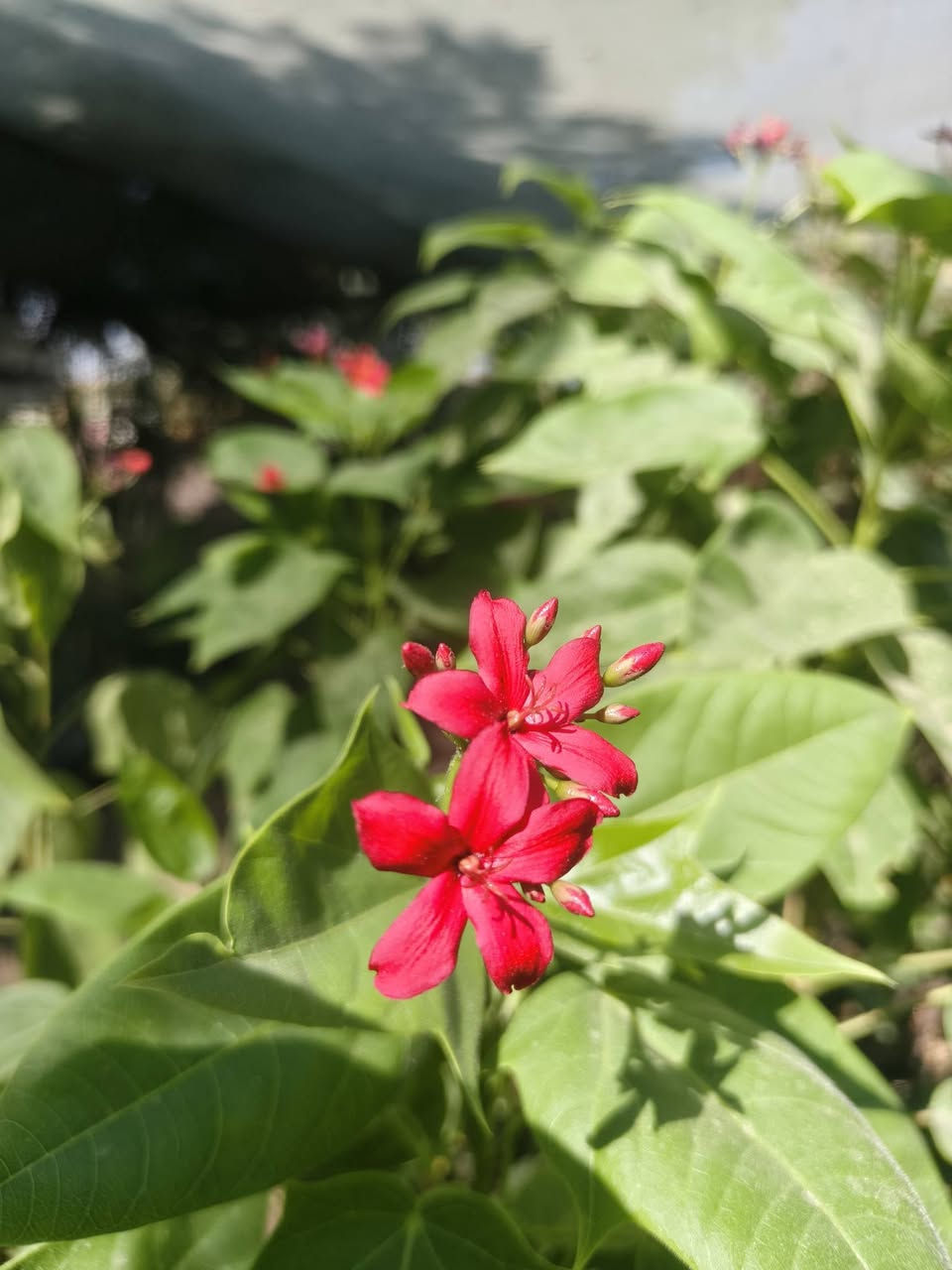 🌼 مشتل الربيع 🌼
                        🌺***********🌺
                        🌺‏‪***********‬‏🌺

يعلن مشتل الربيع عن توفير شجرة الجدروفا 🌹🌹

1//🌺 أزهارها حمراء
2// 🌳 تُزرع للزينة، وتحب الجو العراقية  الدافئ والشمس

مشتل الربيع طريق #الديوانية #دغارة بعد معمل الطابوق من جهه اليسار على جهه المعمل 

للاستفسار متواجدين على فيسبوك او الاتصال على الأرقام التالية 

مشتل الربيع بإدارة   ناظم الجبوري ابو احمد 

ابو احمد *********** 
ابو احمد ‏‪***********‬‏
 سجاد ***********  سجاد ناظم 

ّ يوجد خدمة توصيل داخل محافظة الديوانية فقط

