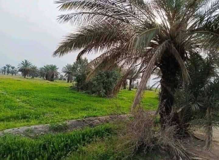 السلام عليكم عندي كاع دوانم لبيع المساحه 10دوانم طابو زراعي سند 25طابو الفلوجه ذراع دجله منطقة شيخ عامر تحديدن منطقة اللهيبي صايره ركن كلش حلوه تخبل الواجهة 40متر متوفره كافة الخدمات السعر الدونم الواحد 45مليون وبيه مجال اتصل على الرقم ***********بي واتساب ☎️مسيجه بيارسي مزروهعه جت ☎️
