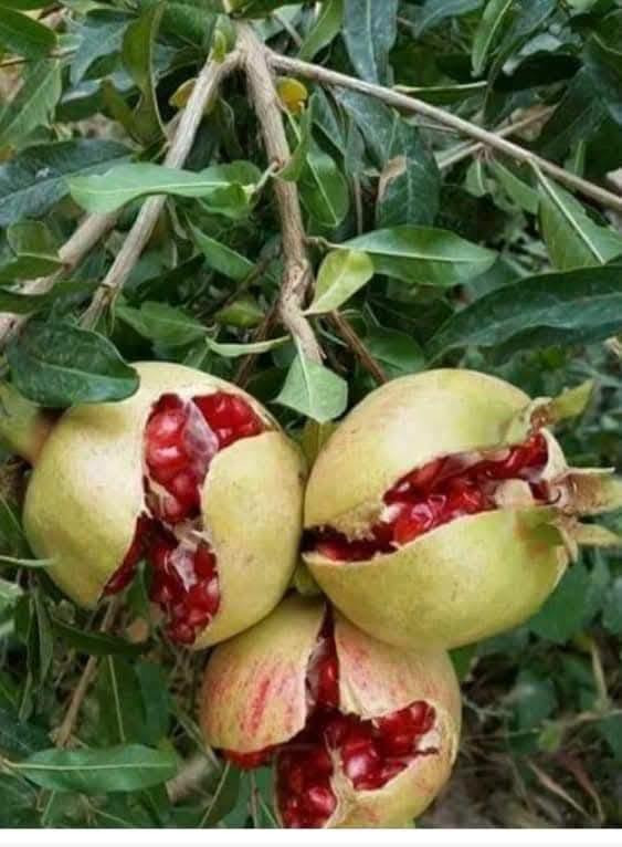 السلام عليكم ،،،،،،،اعلان
يعلن مكتب النجاح الزراعي عن وجود 
1) منشط نمو يعمل على زياده الانتاج لدى جميع المحاصيل 
منها(الخضروات--الفواكه--)
2)منشط يعمل على زياده حجم الثمار الموجود في جميع المحاصيل النباتية 
3) وجود منشط يعمل على منع تشقق الثمار وخصوصا 
(الرمان -- الرقي _التين --الحمظيات--وغيرها من المحاصيل النباتية الاخرى)

باداره___الدكتور ربيع عبد الجبوري 
رقم الهاتف__ ***********
الموقع__ الشرقاط الساحل الأيسر اسديره وسطى الفياض مقابل محلات العبدالكريم الحجاب
