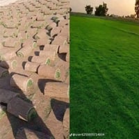 ثيل هندي • عشب حدائق • متوفر