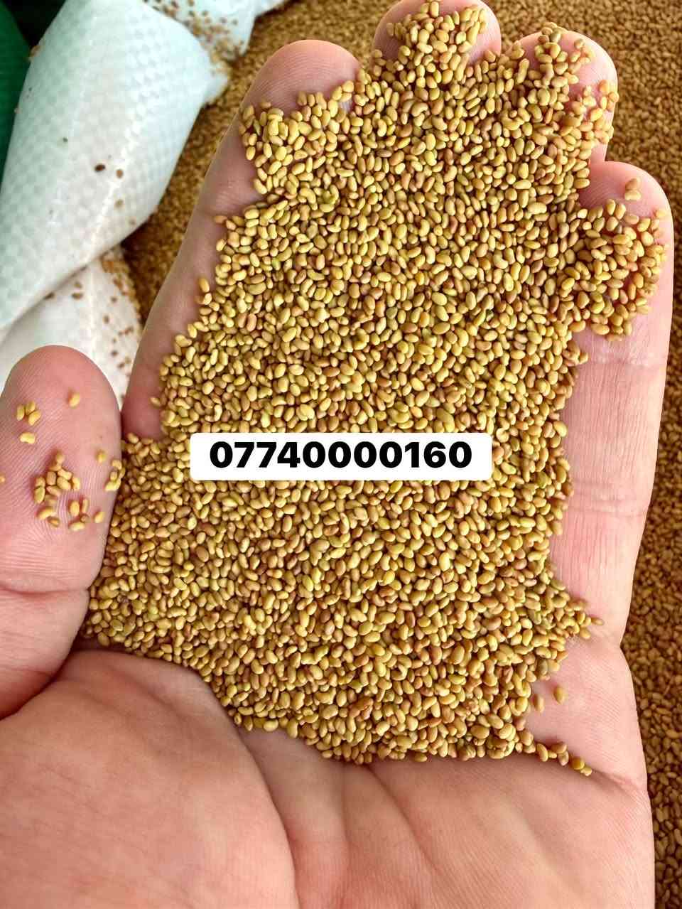 السلام عليكم 
بذور جت استرالي مغلف درجه اولى 
العمر 6 سنوات 
***********
يوجد توصيل كافة المحافظات
