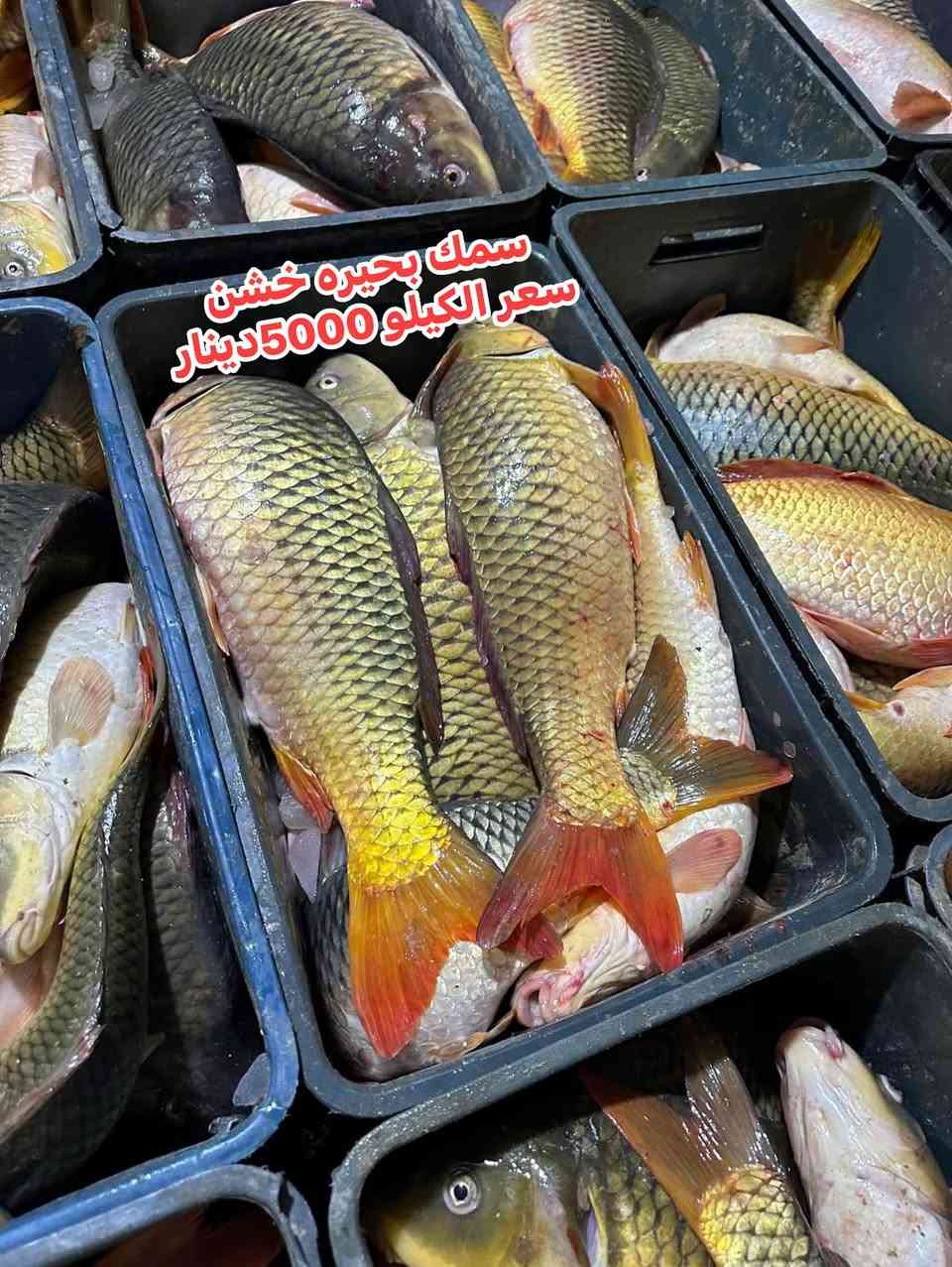 سمك بحيره • خشن • توصيل وتنظيف