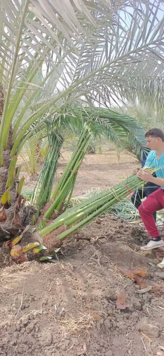 العنوان واسط...............برحي حر اصلي للبيع مال بستاني وثمرهن موجود بيهن تاكل وتشلع سعر الفسيله 100الف حجمهن خشنات  خير من الله مال مزرعتي ومظمونات ومذمم الماعنده وحق رسول الله يجي يشلعها ويشلع عيوني وياخذها بلاش ويروح حاليا موجود ثمر وتعالي اشلع بيدك .....***********
