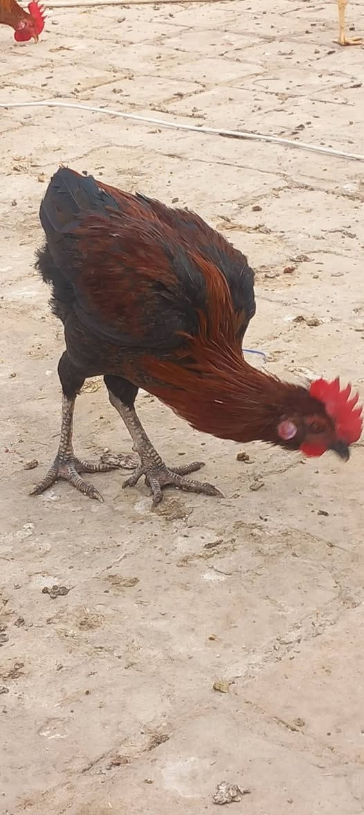 ديوجه • عدد ٢ • مجال