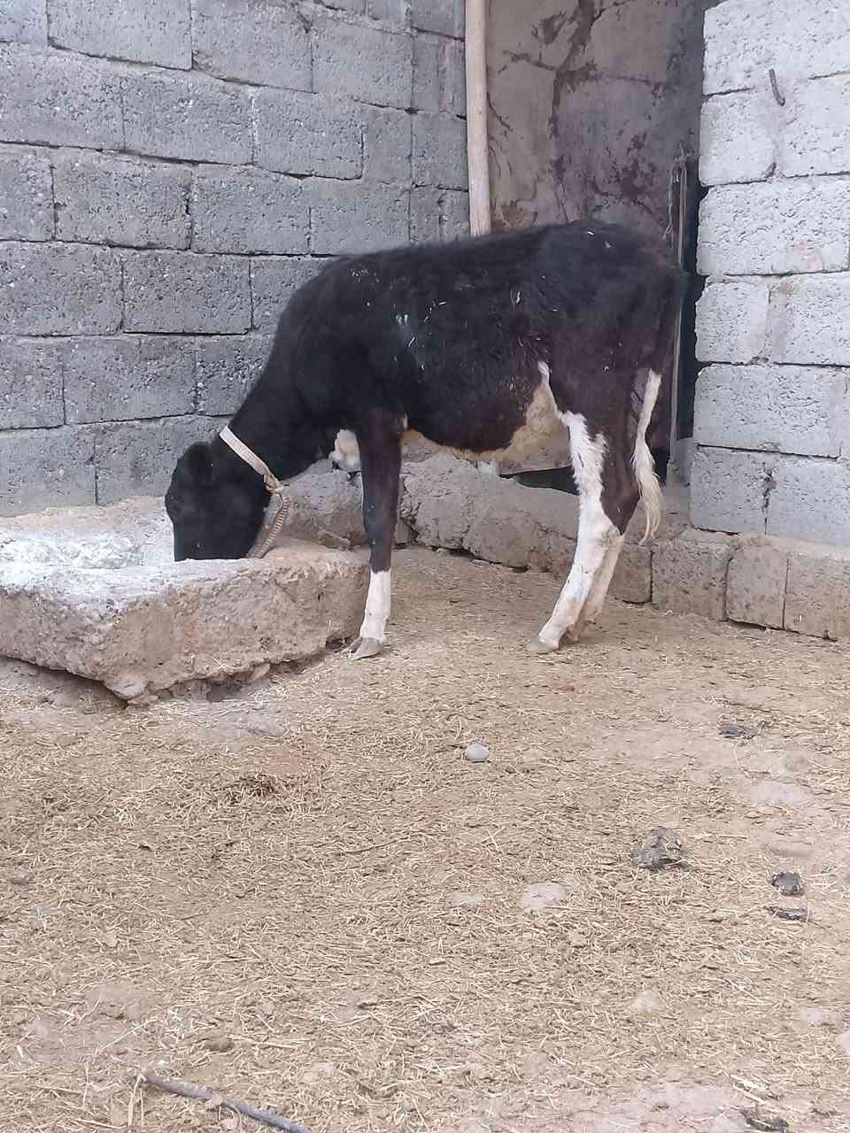جنس اصليه • قابل تفاوض • شرط النصاحه