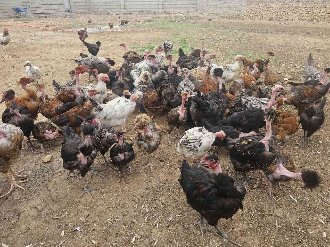​متاح الآن فراريج أبو ركيبة بصحة ممتازة وخالية من الأمراض، جاهزة للتربية والإنتاج.
💵 السعر: 22 ألف  (الزوج)
📍 العنوان: تلعفر
📞 رقم الهاتف للتواصل: ***********
