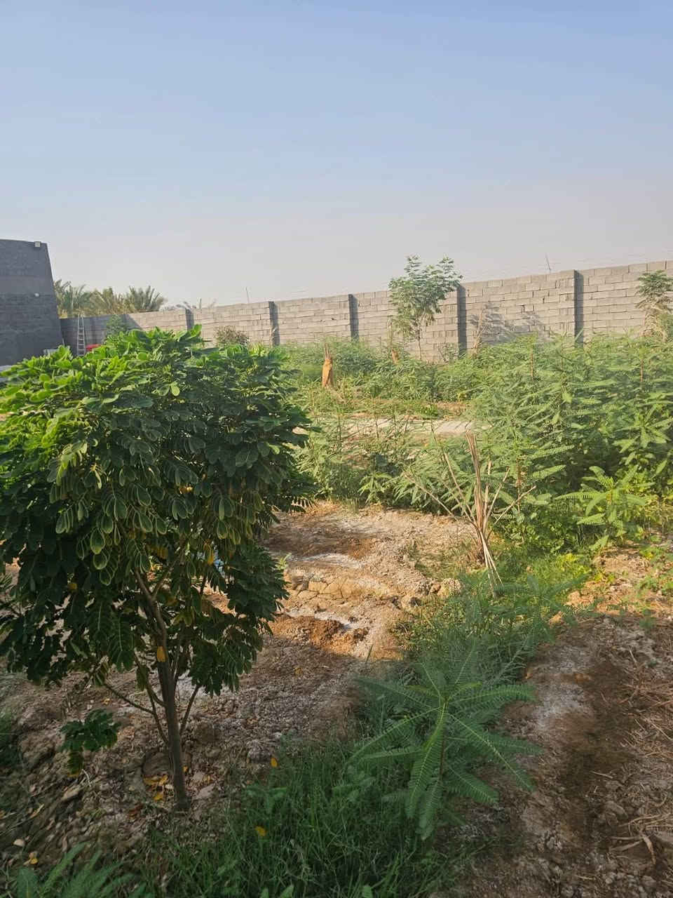 قطعة طابو زراعي في حي ( عايد ناصر ) 
مساحة 200 م 
مسيجه سياح ( ابلوك ) 
مزروعة ( اشجار ) 
شارع بعرض ( 10 ) م خلفها شارع ( 8 ) م 
ماء - كهرباء 

للاستفسار مراجعة مكتب ( غيدان ) للعقار  
واسط - الزبيدية - مقابيل حي ( الصناعي )  
***********  
*********** محمد سيد غازي
