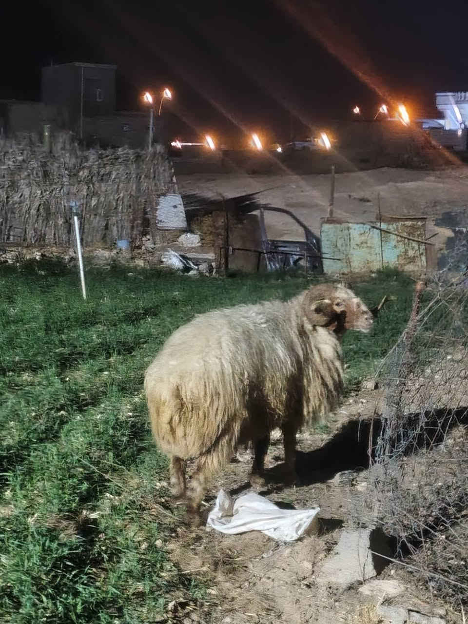 جبش • فحوليه • نصاح