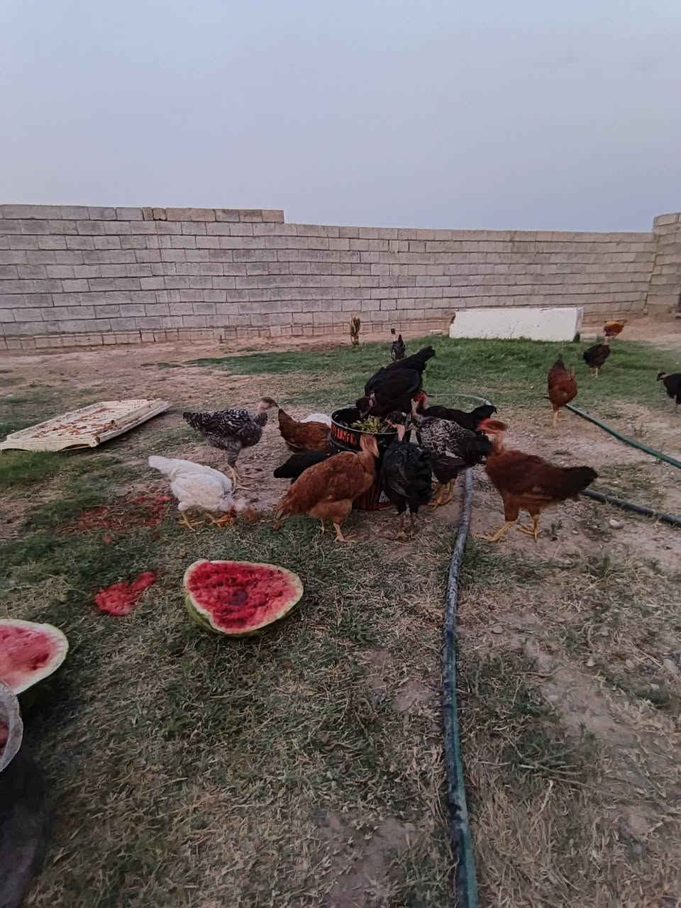 فروخ عرب للبيع علطيات كلهن سعر اجوز18الف غفل مكان قريه اصبيح ملقحات كل القاحات ***********
