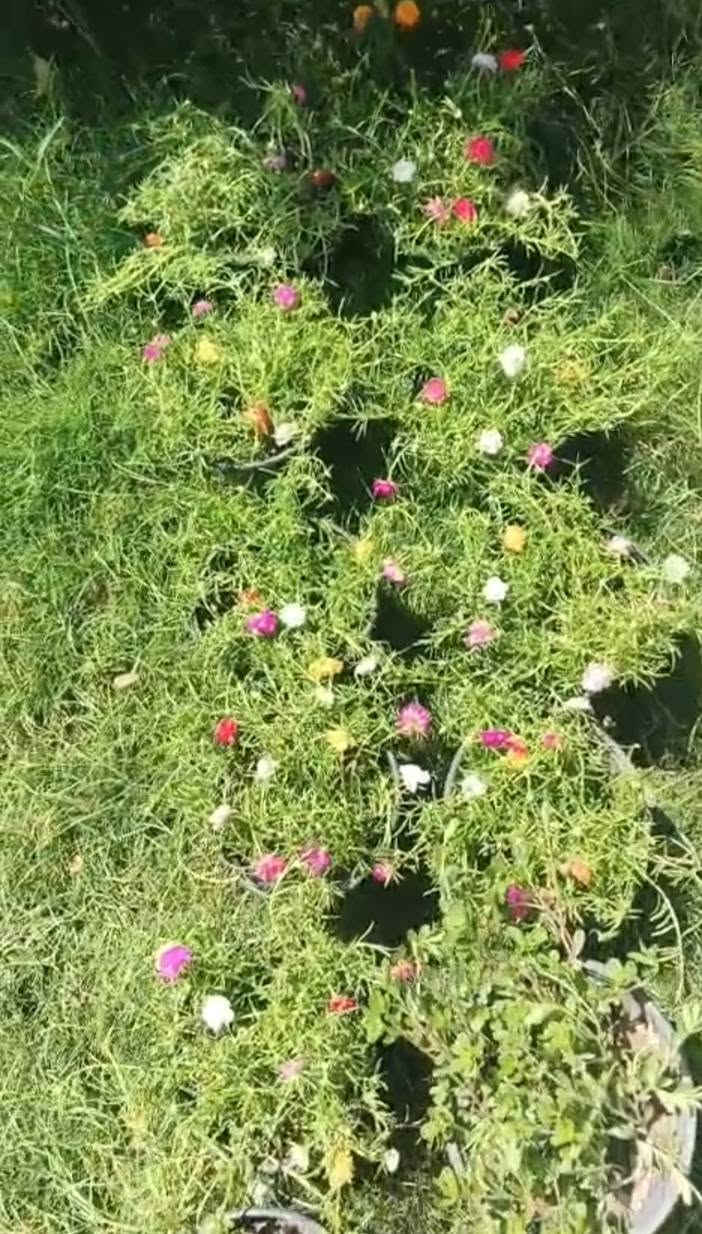 السلام عليكم
ذني  7 سنادين حجم وسط مو زغير  ورد الصباح  العراقي كل الالوان كل سندانه بيها اكثر من 30غصن  هنه وتوصيلهن ب15 الف داخل مركز النجف فقط 
واتساب ***********
