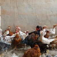 بارۆکو • كەلەشێران • جوتي