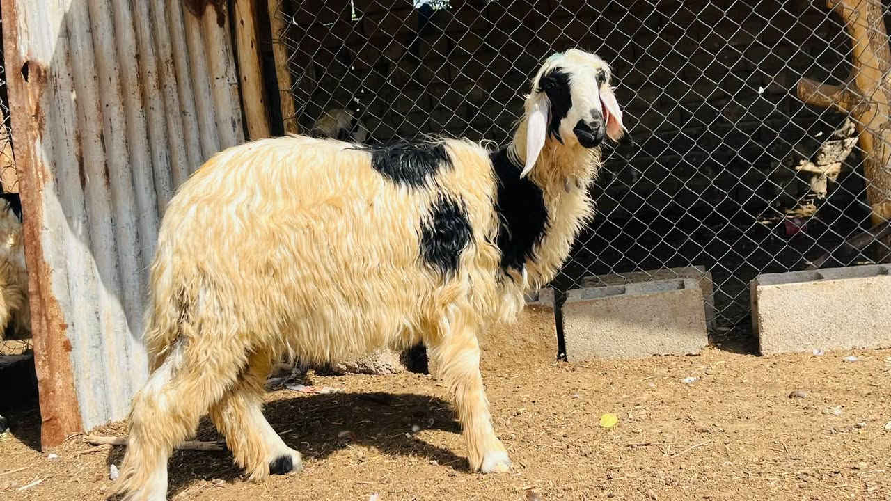 نجديات • ٦حبات • نعجه أم ثاني