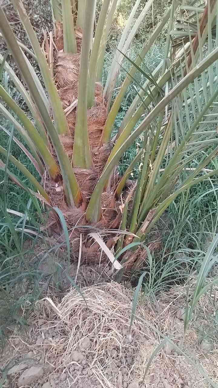 برحي حر ٣ فسائل البيع 
السعر الوحده ٢٥٠ قفل 
بالمصلحيه 
***********
