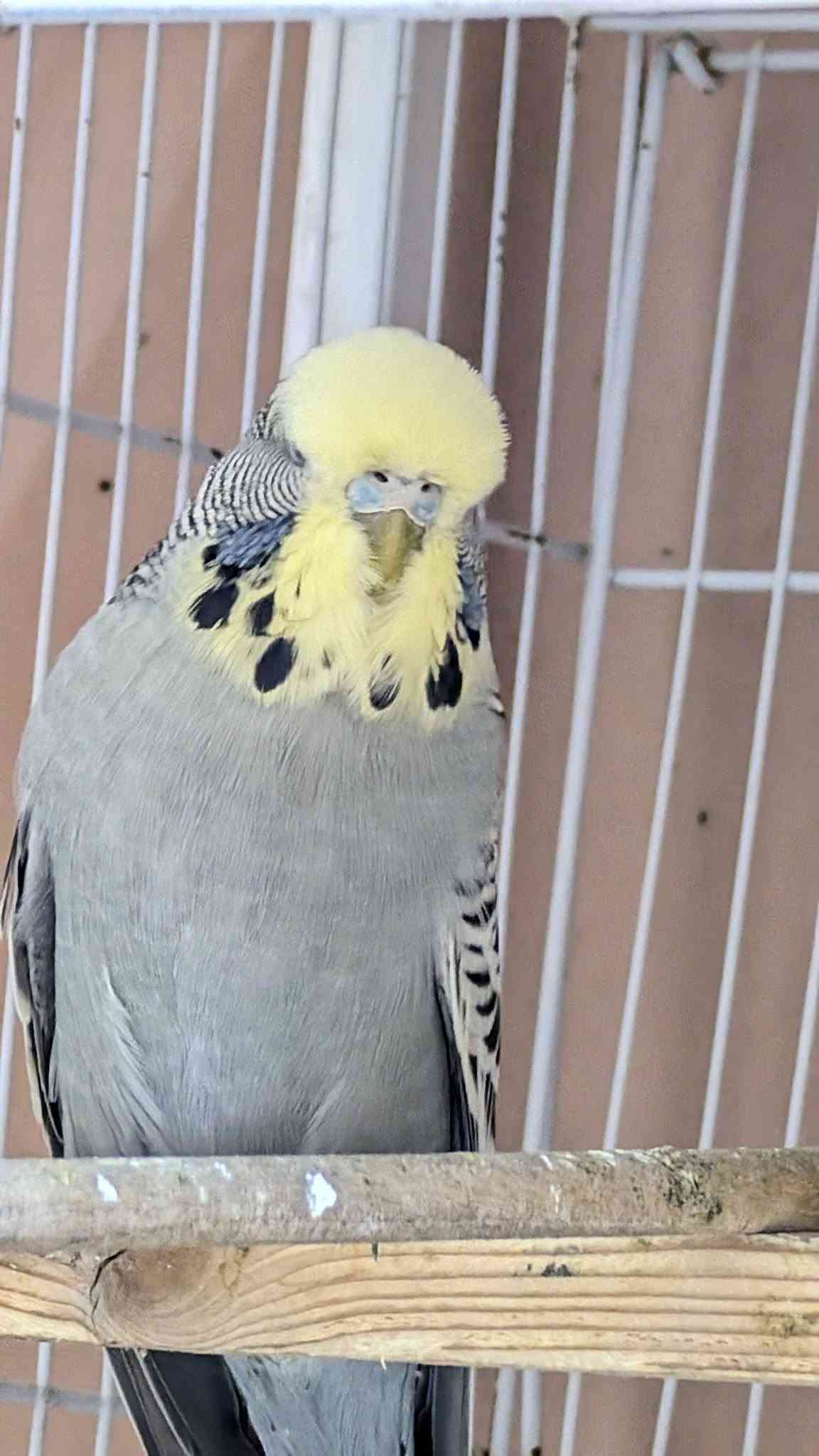 طيرة • فحل • بغداد