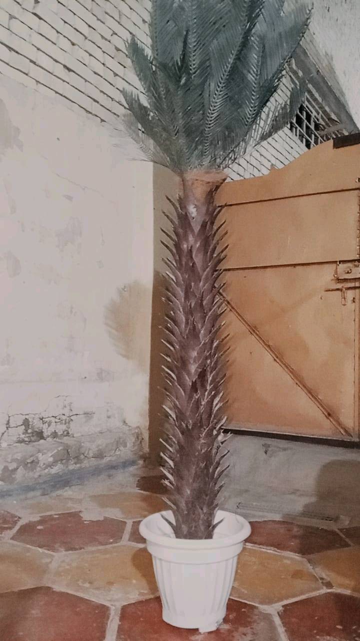 شجره ديكور • صناعيه • كربلاء