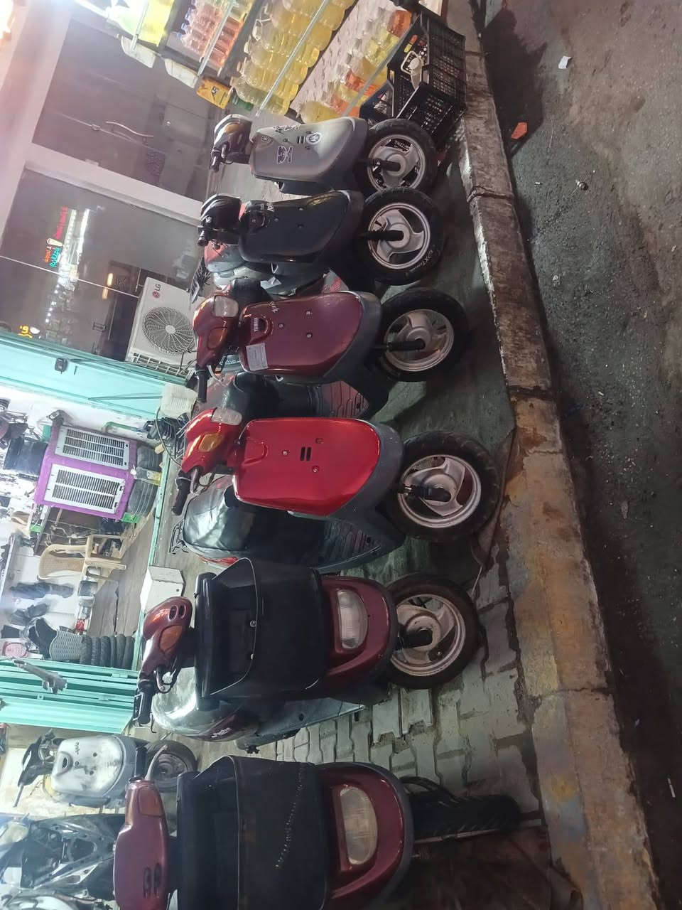 بطات منغوليات • نضيفه • كربلاء