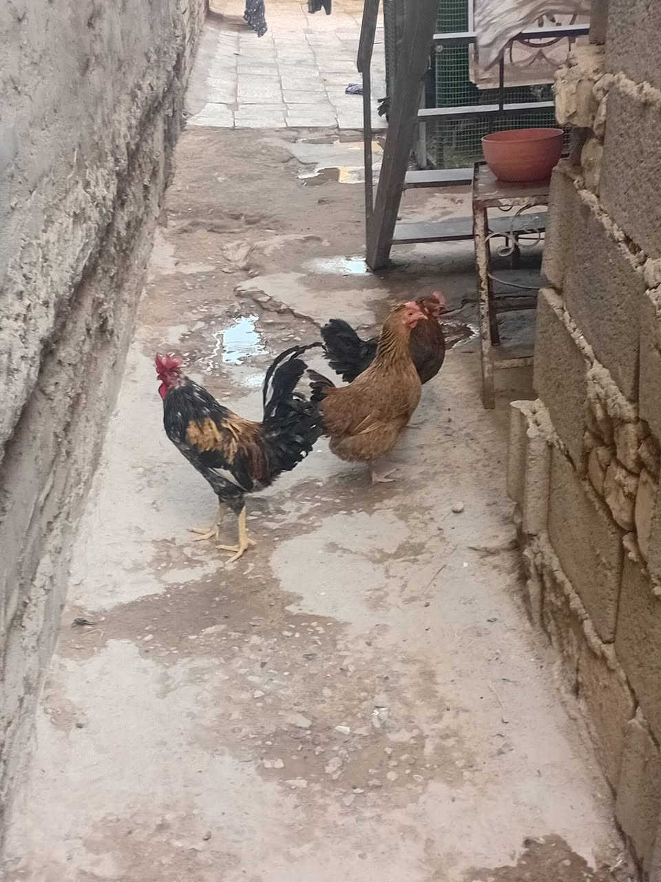 دجاج
 ثنين وديج واحد عرب البيع دجاجات بيضات وصحتهن زينه سعر 50 كلهن وبيهن مجال عنوان زعفرانيه شارع الكهرباء واهده رقمي واتساب ***********
