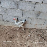 للبيع • بدون تفاصيل • اتصال للمعلن