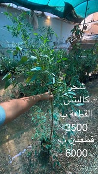 نباتات • جملة • توصيل