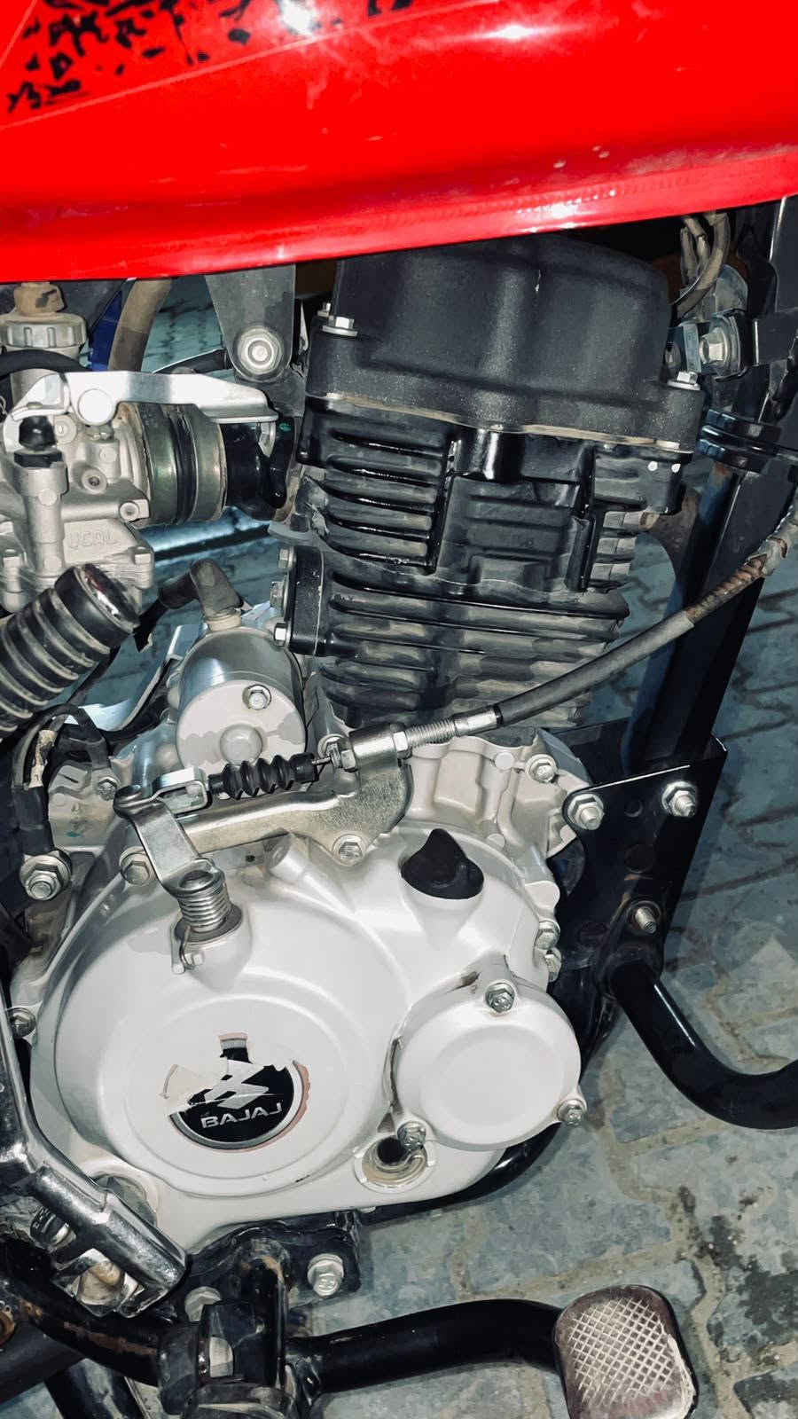 بوكسر جبلي • كفاله • ٢٩٠٠