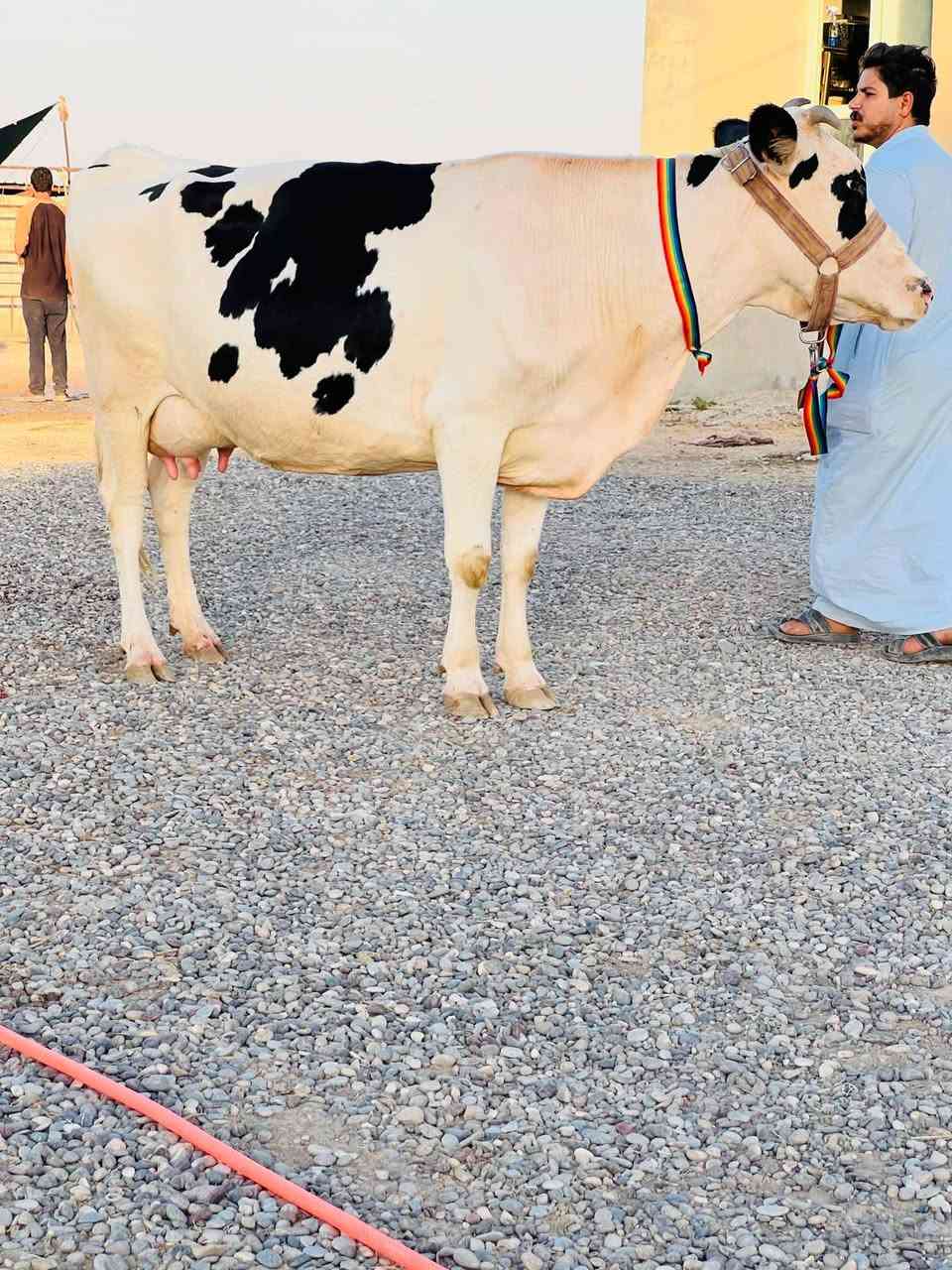 سلام عليكم رغوث على كل عيب وراها حولي عمرو سبوع شرط إذا مودسمه ترجع درجه اولى رقم واحد بكره خط اول خشانه فول ضالمهه التصوير ماحينه شرط الجناي يسمع حسي المكان الشرقاط قريه شكراً ***********
