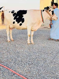 الشرقاط قريه • درجة أولى • رقم واحد