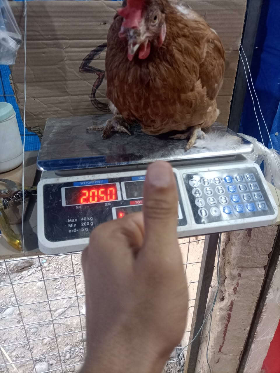 دجاج احمر • كيلوين ونص • اسديره