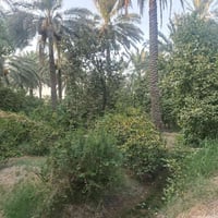 ارض زراعيه للبيع طابو سند 25 /الصويره ع الشط نهر خاص  بستان تين نخل حم...