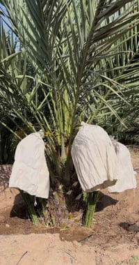 ٤٠ فسيلة • حلاوي • المستان